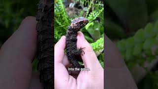 Juvenile Crocodile Skink  Reptile Systems [upl. by Nyleahs55]