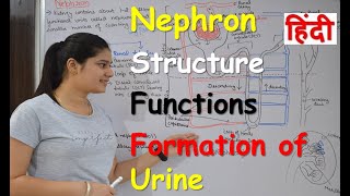 Nephron in Hindi  Structure  Functions  Urine formation  RajNEET Medical Education [upl. by Ima]