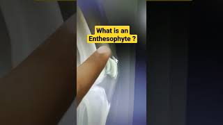 What is an Enthesophyte  Dr Sai Chandra MBBS DNB Ortho [upl. by Bradshaw]