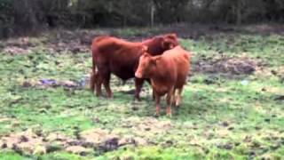 Red Bull Stimulating A Heifer At Clack Hill [upl. by Lucho]