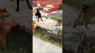 A cat bravely fought off three dogs😮cat dog [upl. by Schechter]