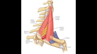 Scalenus anterior amp medius exercises [upl. by Ahsenroc922]