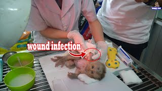 Baby monkeys wound infection after surgery due to color infection  Monkey KiKi [upl. by Anaic231]