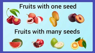 Fruits with one seed and many seeds Fruits with one seed and many seeds for ukgkindergarten [upl. by Vivie]