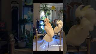 Funny Kaka2 Parrot😋🥳 birds funnylovebird parrot [upl. by Yanaj]