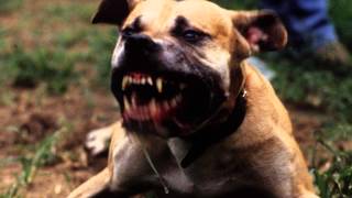 Bad Dog Barking  Ringtone MP3 [upl. by Wier722]