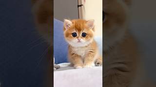 The little kitten is meowing💕😻cat cute kitten catcute [upl. by Aitas]