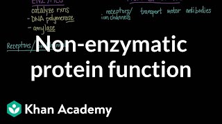 Nonenzymatic protein function  Chemical processes  MCAT  Khan Academy [upl. by Anyela792]