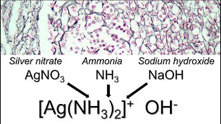 How to prepare ammoniacal silver [upl. by Narcis]