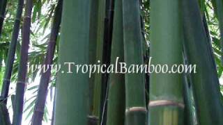 Bambusa emeiensis Viridiflavus  Yin Yang Bamboo [upl. by Anilra]