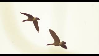 Whiffling Geese [upl. by Ellebana]