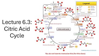 BIOL 001 Lecture 63 Citric Acid Cycle [upl. by Coleville]