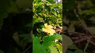 Momordica charantiaBitter gourd flower [upl. by Alioz816]