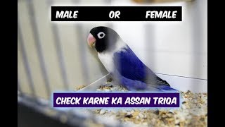 Difference between Male and Female Love birds in hindiurdu Voilet DF Love Birds Gender Difference [upl. by Frieder771]