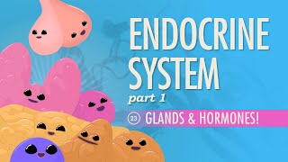 Endocrine System Part 1  Glands amp Hormones Crash Course Anatomy amp Physiology 23 [upl. by Bergren]