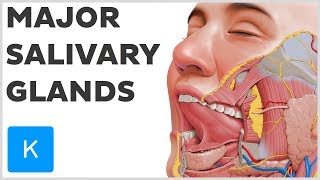 What are the Major Salivary Glands  Human Anatomy  Kenhub [upl. by Lukey309]