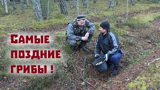 Чем закончился авантюрный поход за грибами в предзимний лес [upl. by Ashley]