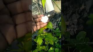 Fast growing Jasmine plant plants flowers save trees shorts [upl. by Eiznik701]