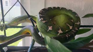 Emerald Tree Boa Giving Birth  Whiterose Litter 2024 [upl. by Ennire]