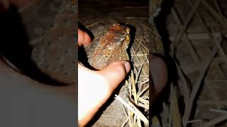 The funniest catching toad at the night 🔥 frog funny comedyvideos shorts funnyshorts toad [upl. by Adamina158]