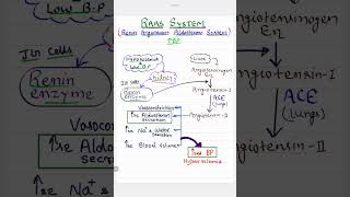 Renin Angiotensin Aldosterone System  RAAS Mechanism   High Blood Pressure [upl. by Esojnauj]