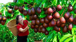 Harvesting Avocado amp Goes To Market Sell  Gardening And Cooking  Lý Tiểu Vân [upl. by Akinak952]