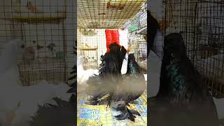 India Most Popular Fantail fancy pigeon shorts fantailpigeon pigeon kabootar viralvideo [upl. by Vod]