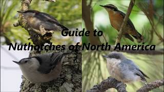 Guide to Nuthatches of North America [upl. by Ardnaik]