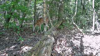 Whitetailed deer fawn [upl. by Viridissa]