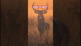 Shoot or pass music deerhunting deer bucks rut [upl. by Roxana766]