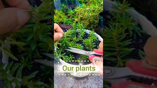 Deep pruning बहोत ज़रूरी है healthy plants के लिए shorts short plants garden [upl. by Isidor]