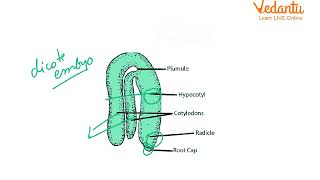 Embryo development in plants 🌵🍉 STARTED555 biology neet 12th reproduction [upl. by Nieberg]