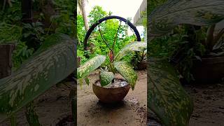 Dieffenbachia Seguine Plant🪴💛youtube shorts vairal dieffenbachia [upl. by Leur122]