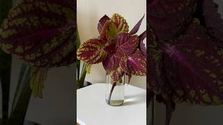 Coleus Plant Decoration  Water Propagation [upl. by Noillimaxam]