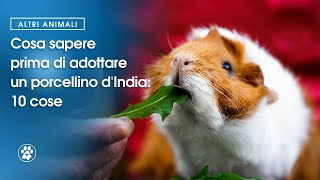 Cosa sapere prima di adottare un porcellino dIndia 10 cose  Amoreaquattrozampeit [upl. by Oliviero]