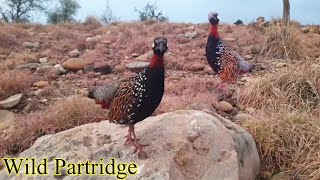 Wild Partridge  Jungali Teetar Ko Bulane Ka Tarika  Jungali Teetar Ki Awaaz  Kale Teetar Ki Awaz [upl. by Acirederf994]