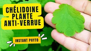 Chélidoine la plante antiverrue [upl. by Zuleika]