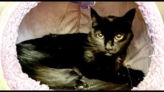 Dennis is a male domestic shorthair cat looking for his new Cape Cod home [upl. by Halihs]