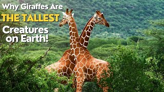 Why Are Giraffes Taller Than Any Other Animal [upl. by Alodee435]