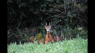 laboiement du chevreuil brocard filmé en Bretagne [upl. by Einaej564]