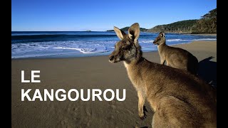 Le kangourou documentaire [upl. by Tanya438]