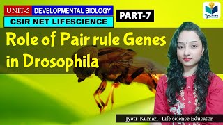 PAIR RULE GENES OF DROSOPHILAPART7  ZYGOTICSEGMENTATION GENES OF DROSOPHILA  CSIR NET DEV BIO [upl. by Korenblat]