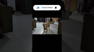 Reaction of Max on Heater 🤣 doglover trending viralvideo viralshorts animals funny minivlog [upl. by Irek]