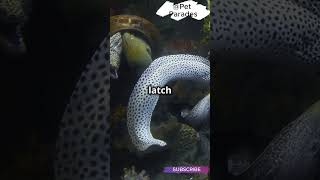 🤯 Did You Know Moray Eels Have TWO Jaws 🦷 How They Hunt with This Weird Trick  facts shorts [upl. by Ermeena]