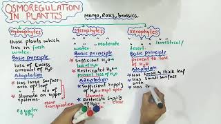 Osmoregulation in plants  mesophytes xerophytes And hydrophytes  Class 12 Biology [upl. by Seale373]