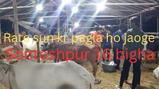 sontoshpur 16 bigha cow haat all collection with price  kolkata cow 2024 [upl. by Lorrad]