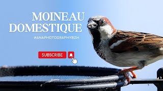 Le Moineau Domestique Part 2  Slow Motion 4k [upl. by Ainomar]