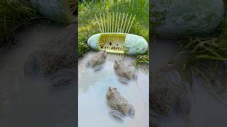 Survival Skills Simple But Very Useful With Frog Trap shorts survival bushcraft outdoors [upl. by Yknarf]