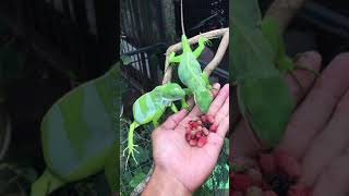 Fiji Banded Iguana Eating Mulberry Fruit  Brachylophus fasciatus [upl. by Leibrag612]