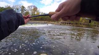 Fly Fishing for King Salmon in the Milwaukee River Fall 2017 [upl. by Aneles673]